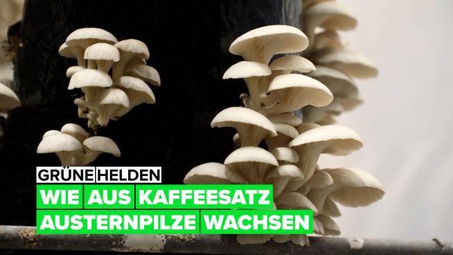 Grüne Helden: wie aus Kaffeesatz Austernpilze wachsen