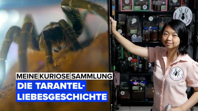 Hast du Angst vor Spinnen? Dann ist dieses Video nichts für dich!